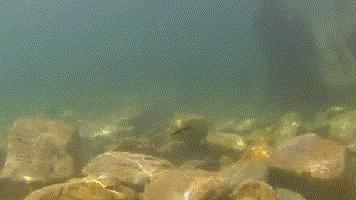 路亚VIB使用方法,路亚vib在何种情况下使用