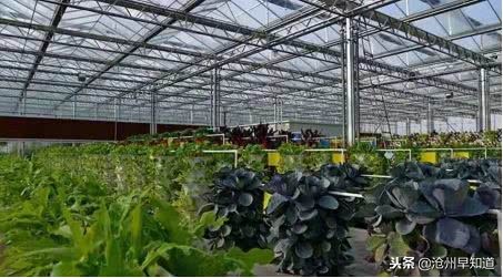 沧州旅游攻略必玩的景点冬天,沧州游玩攻略必去景点