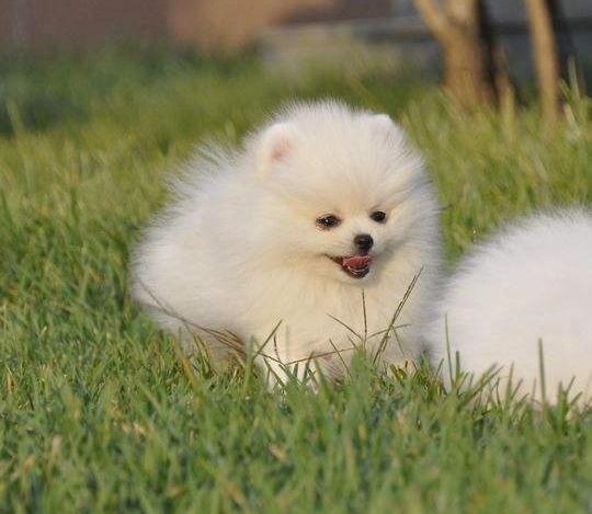 向往优宠_宠物,博美夏天呼吸不畅怎么办_出气困难_喘气_鼻塞_