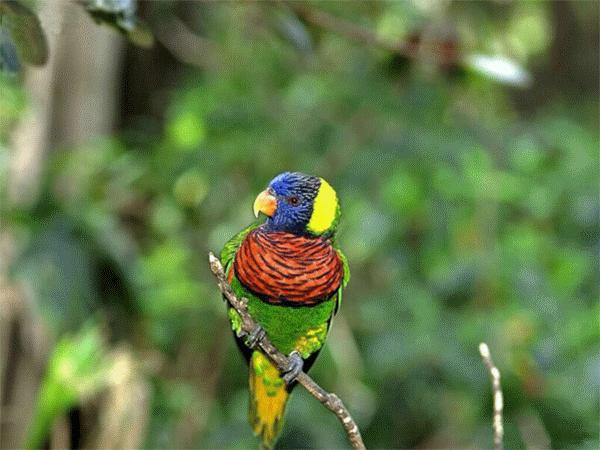 虫草山水画,四季花草山水画作品欣赏