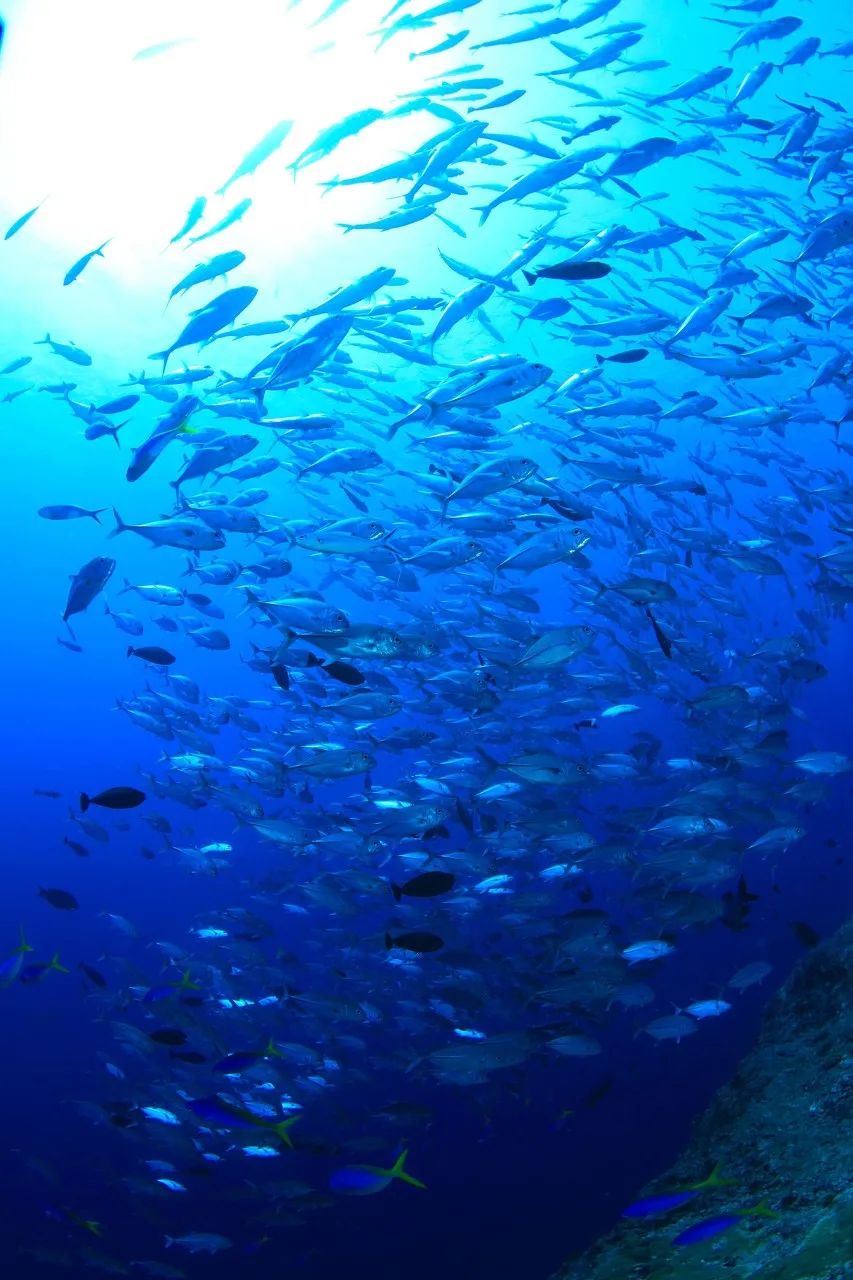 潜水圣地推荐帕劳,帕劳潜水旅游攻略