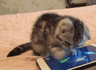 手机掉到水里最有效的方法,手机进水快速急救办法看这里