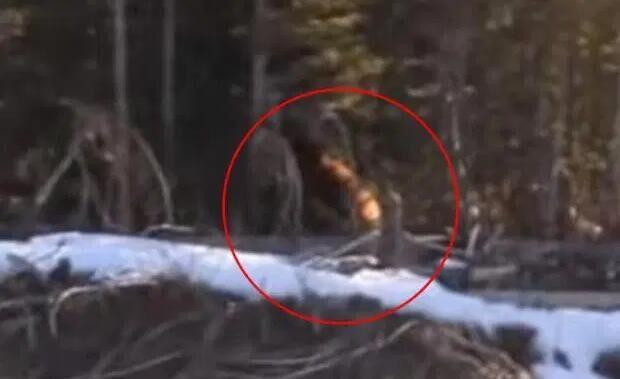 1967年美国探险家拍到大脚怪,美国猎人发现大脚怪