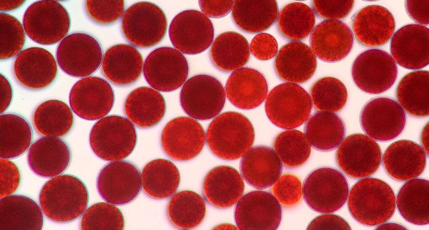 花印卸妆膏和卸妆油哪个好,卸妆界的劳斯莱斯花印多效卸妆膏