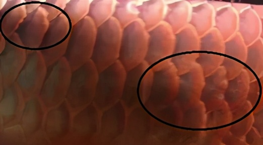 龙鱼常见疾病及治疗方法,龙鱼疾病找哪里救治