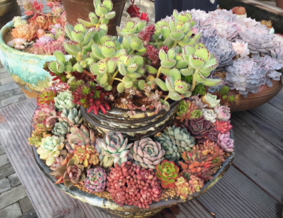 超全多肉术语42种多肉入门术语图文详解让你一文搞懂多肉术语