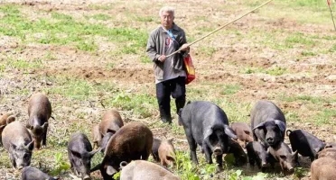 乡情散文故乡的老屋,乡情散文致敬当年的下乡知青