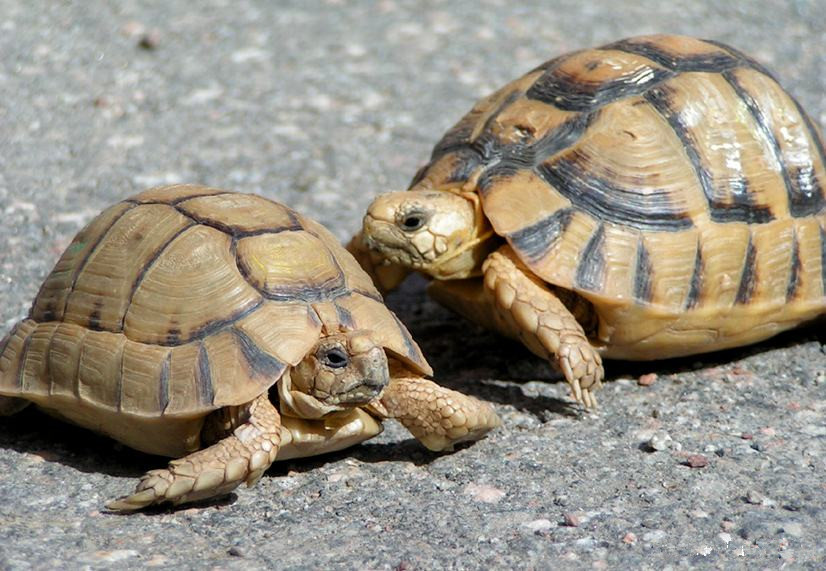 牢底坐穿系列,养一只就会坐牢,快看下你家有没有这些乌龟