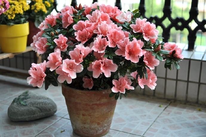 杜鹃花怎么养不长高呢,杜鹃花如何养才会长得更旺盛