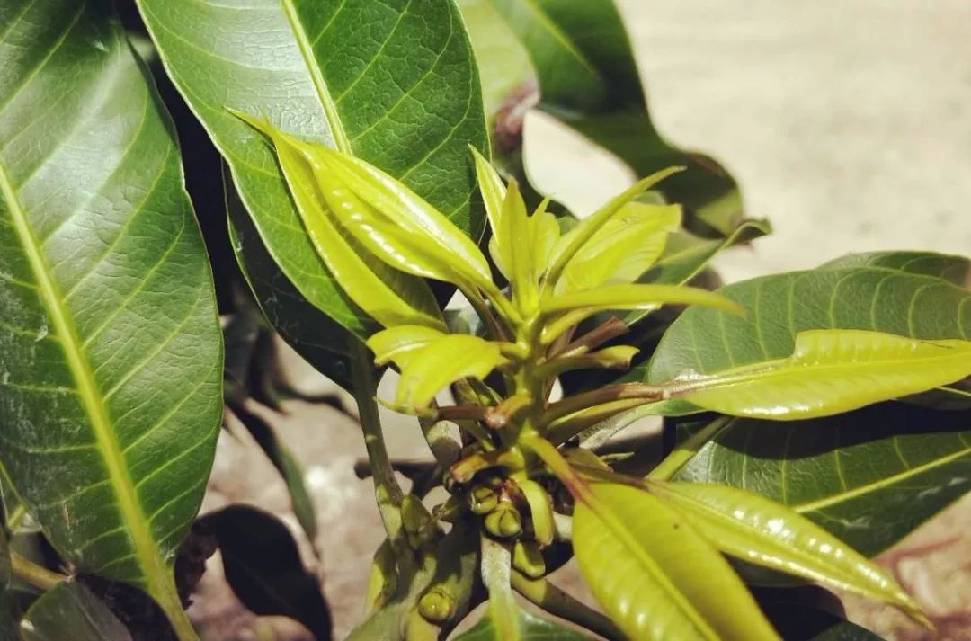 芒果催花三次不出花芽叶芽怎么办,芒果催花要催三次吗