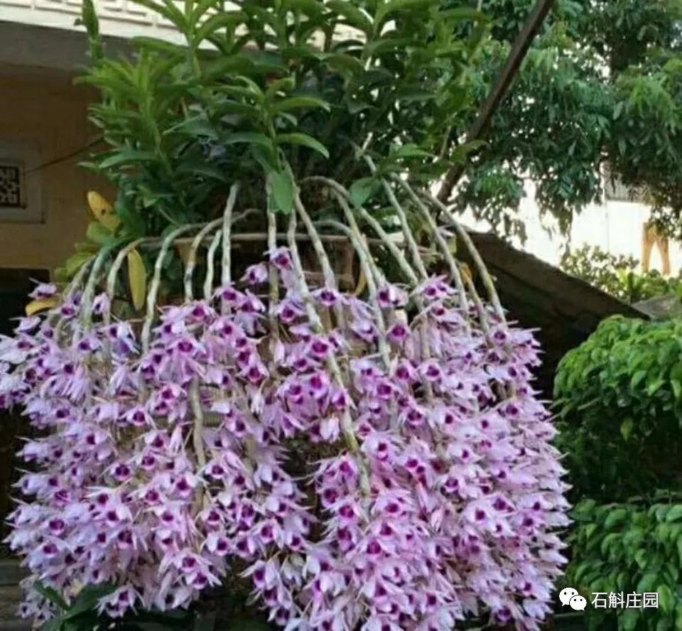 檀香石斛野生,檀香石斛兰麝香