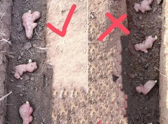 种生姜时姜平放还是姜芽倒放,姜芽种植时姜芽朝上还是朝下