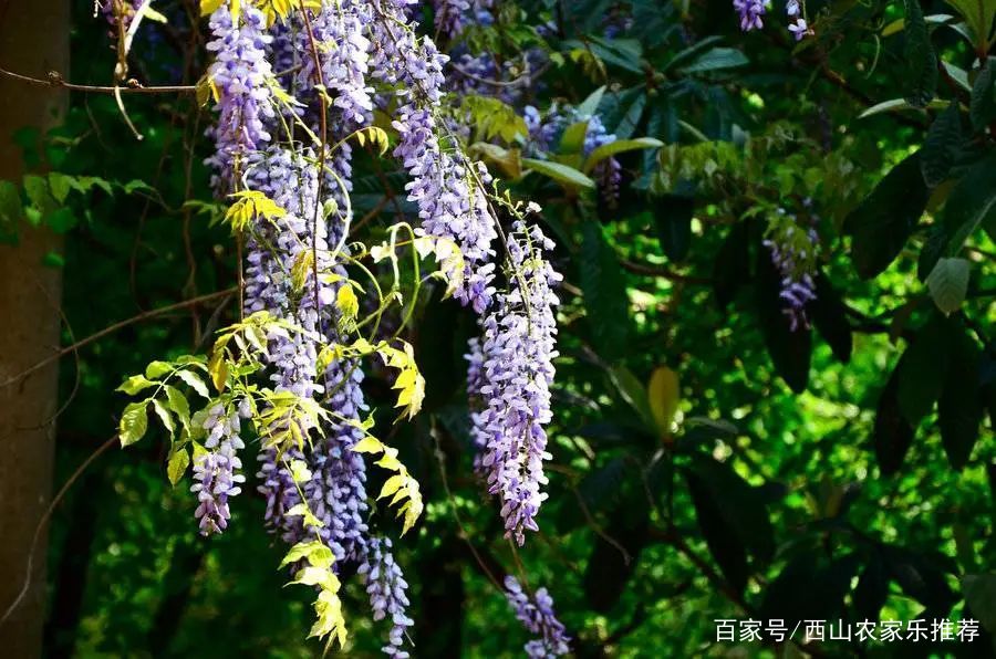 苏州西山网红打卡地樱花,苏州西山风景区有什么好玩的地方