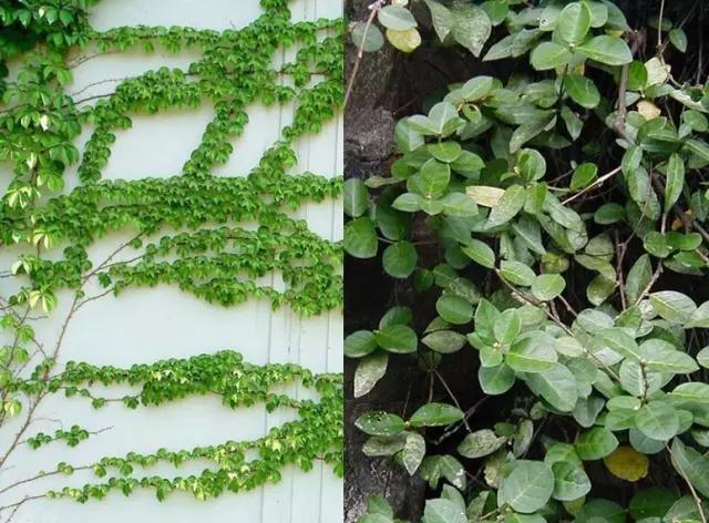 夏天院子里种爬山虎,家中种爬山虎