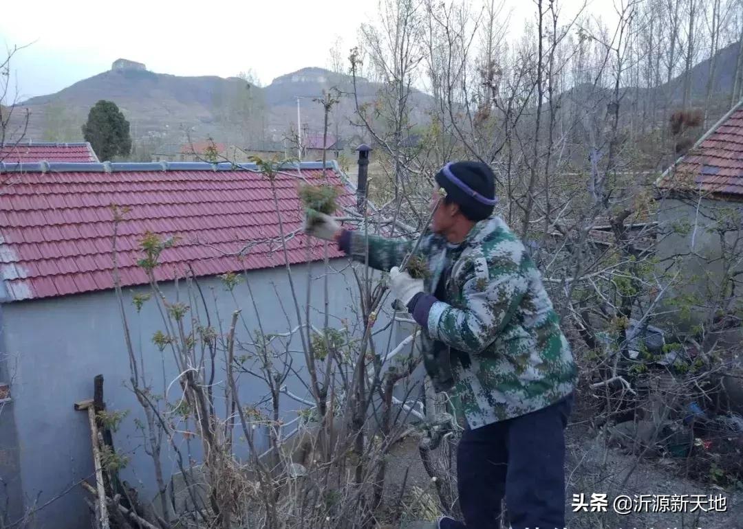 山东沂蒙山头茬香椿,香椿野菜