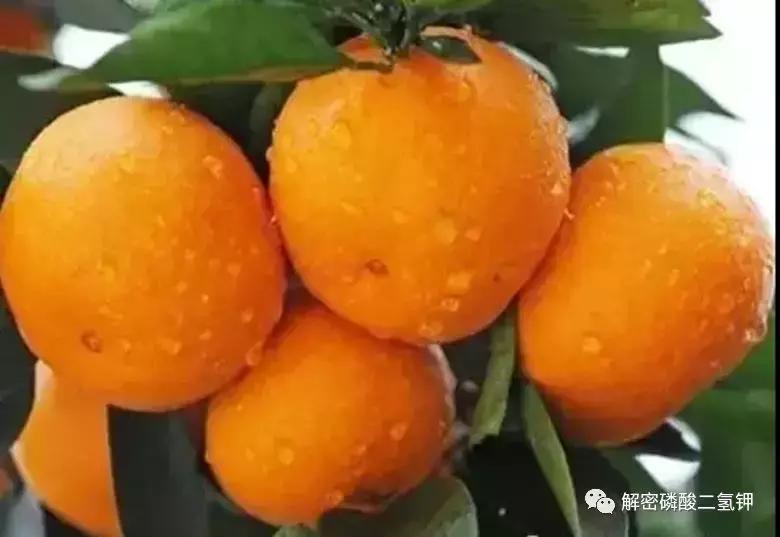 磷酸二氢钾在作物成熟期使用配方 (磷酸二氢钾适合哪些农作物怎么用)