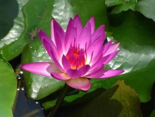 中国十大名贵稀有植物物种,全身是宝的名贵植物有哪些