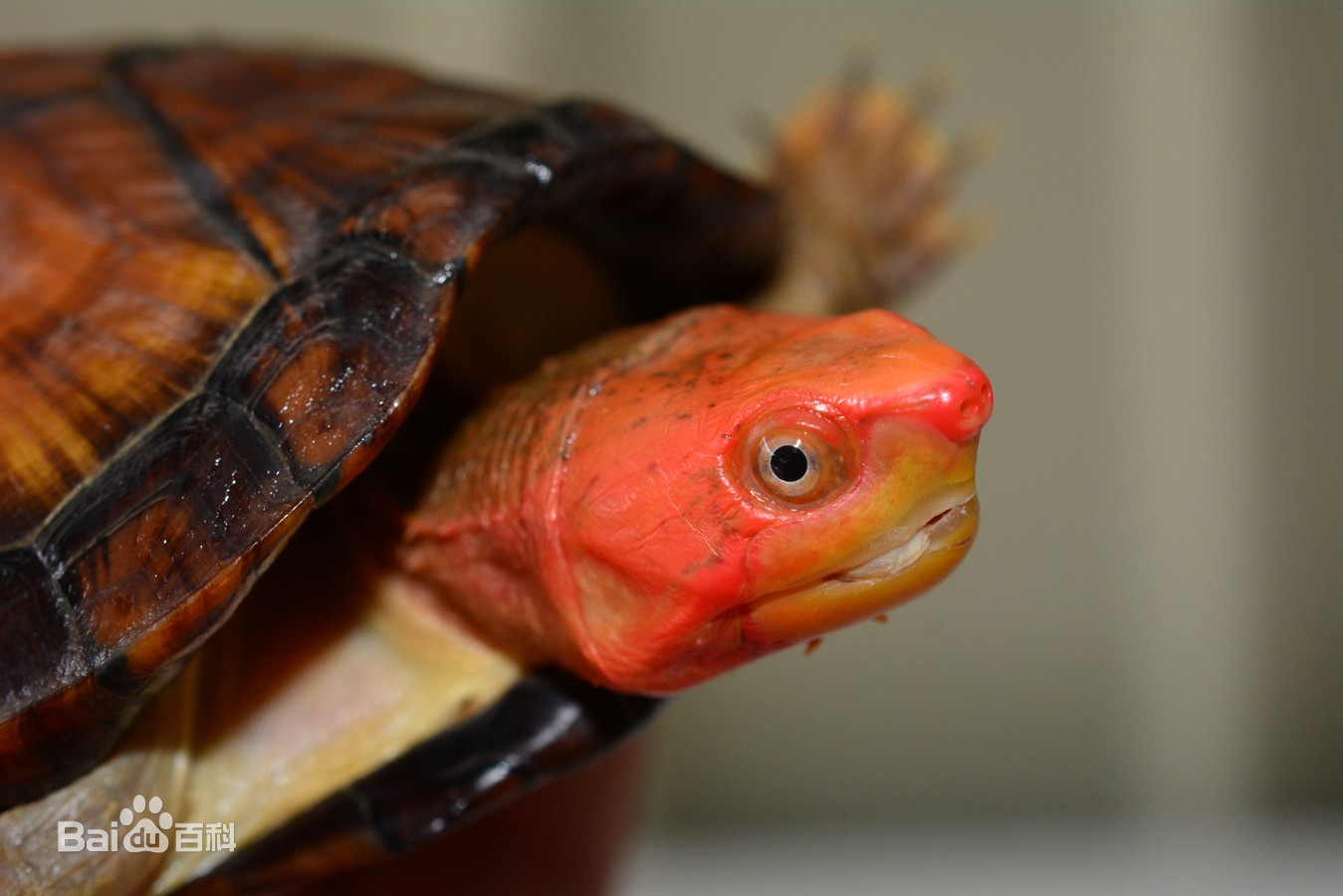 宠物龟饲养环境龟房,常见宠物龟介绍书籍