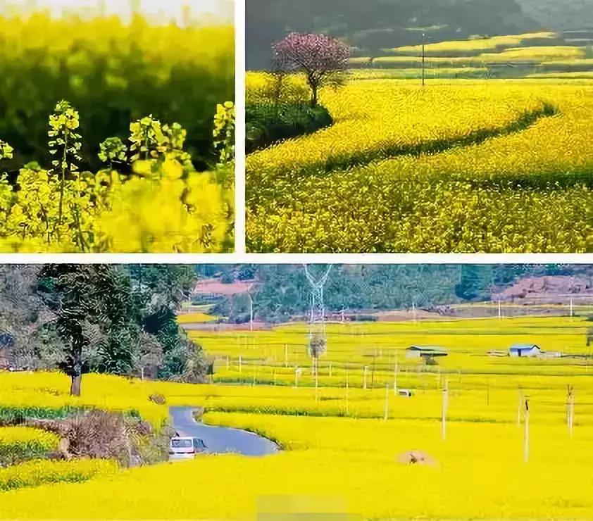 天津桃花堤赏花时间2021,天津桃花堤桃花什么时间开花