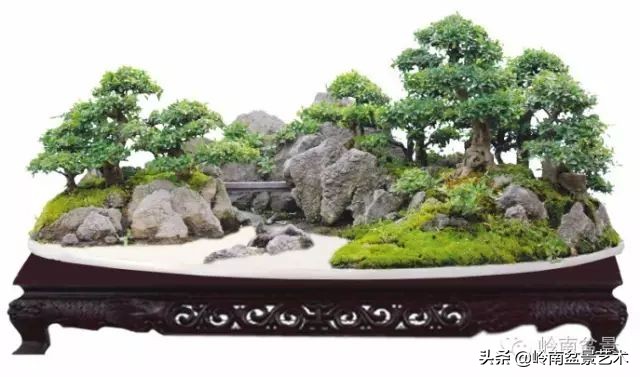 盆景对节白蜡是什么树,对节白蜡盆景是什么树