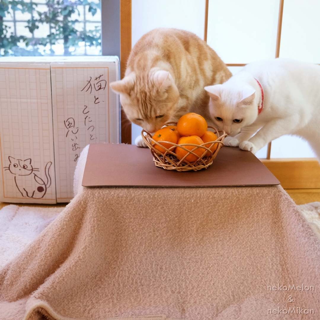 日本网店出奇招拉生意，橘子箱可变成猫用被炉，引得猫奴买箱还橘