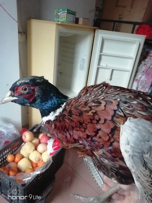 鸡痘如何预防,鸡痘的症状及防治方法