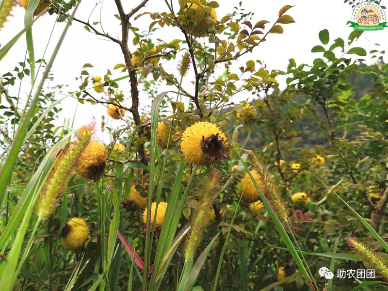 助农团团所有视频,贵州助农团团最新视频