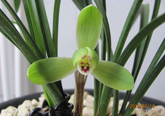 春兰如何看芽开什么花,春兰花芽什么时候开始长