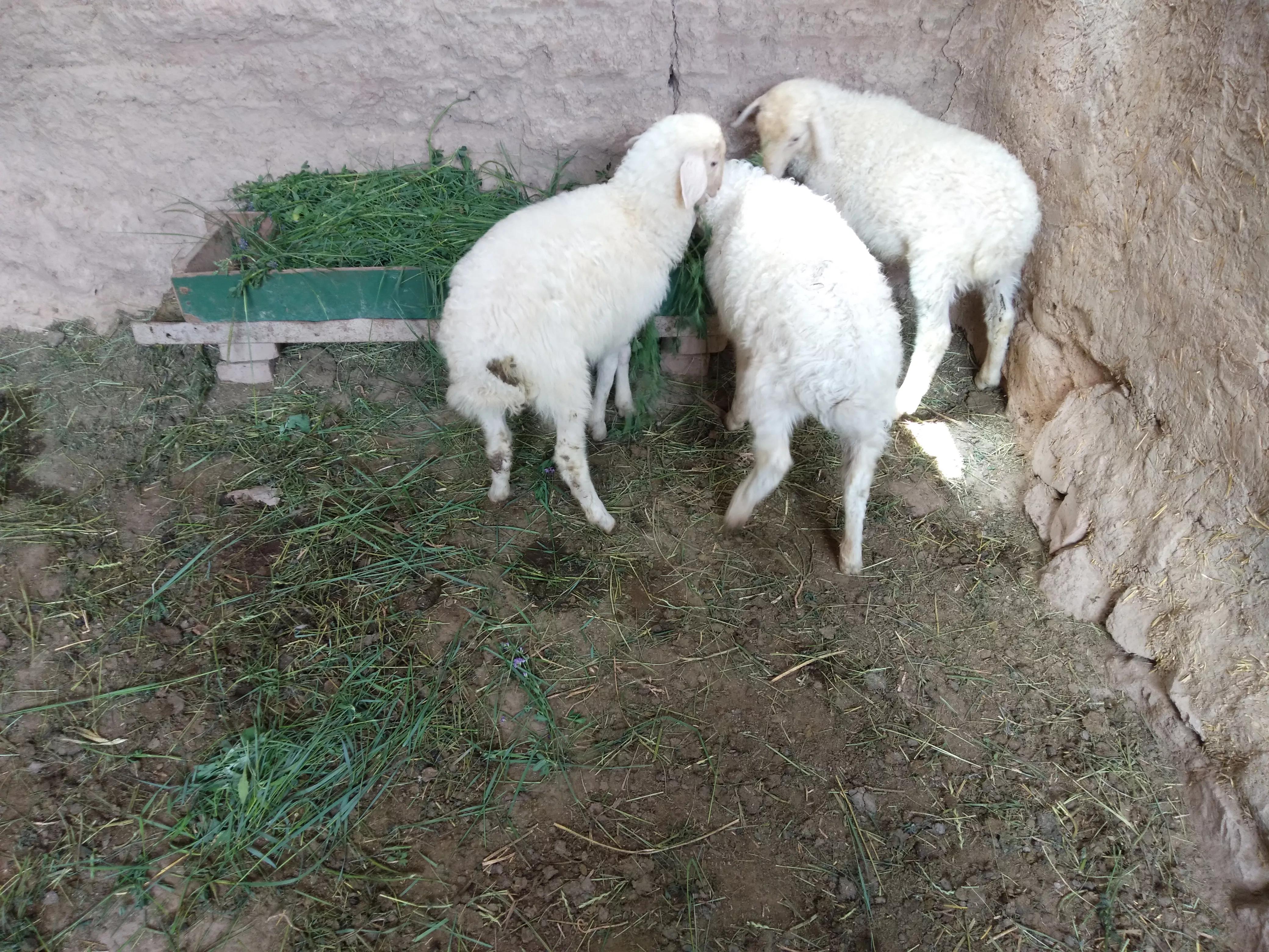 养殖山羊的前景如何呢,养殖山羊真的能赚钱吗