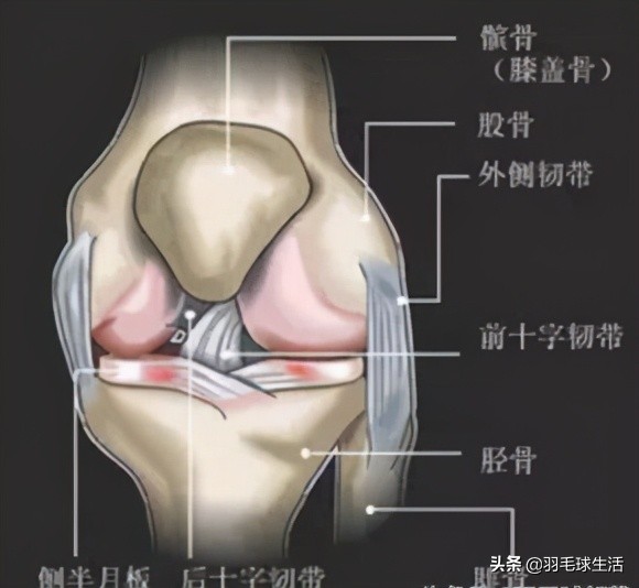 羽毛球膝盖损伤及康复,羽毛球运动损伤后的治疗及康复