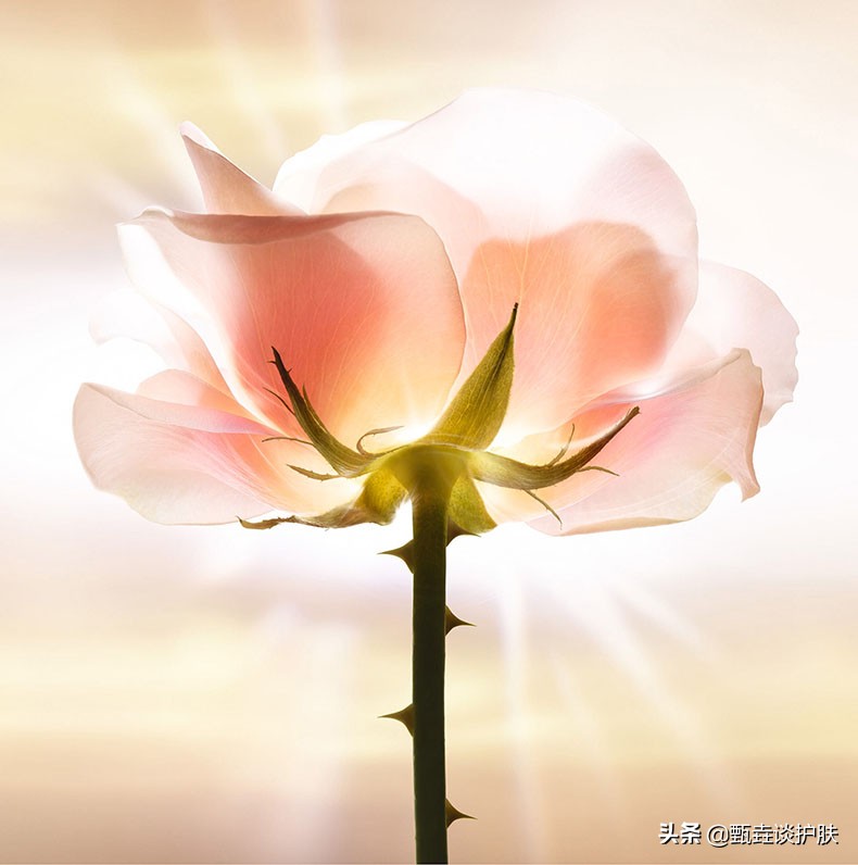 迪奥小粉钻适合多大 (迪奥玫瑰小粉钻多少钱)