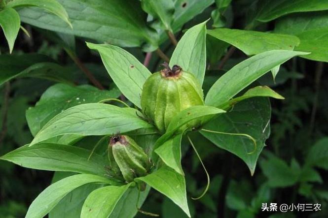 小何三农：治疗咽喉肿痛的原材料，与您分享七叶一枝花的种植经验