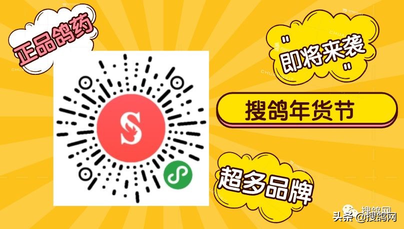 如何区分种鸽和赛鸽,怎么区分赛鸽和肉鸽公母