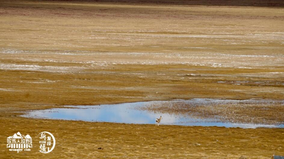 牧马人越野能力最强是哪一款,牧马人二战