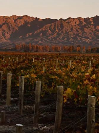 阿根廷阿泰斯马尔贝克红酒,阿根廷的葡萄酒怎么样