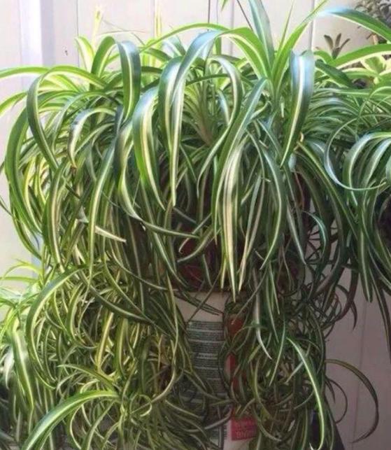 吊兰换盆时上面的小吊兰怎么处理,吊兰叶子发软下垂吊兰怎么样换盆