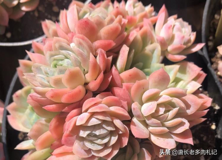 多肉冰梅适合阳台养吗,多肉冰露夏天怎么养