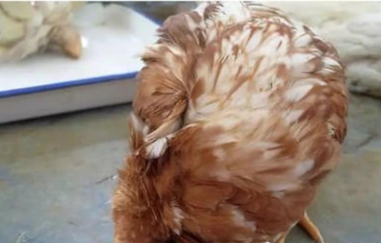 鸡嗉囊积食不消化怎么办,鸽子嗉囊胀气及积水积食