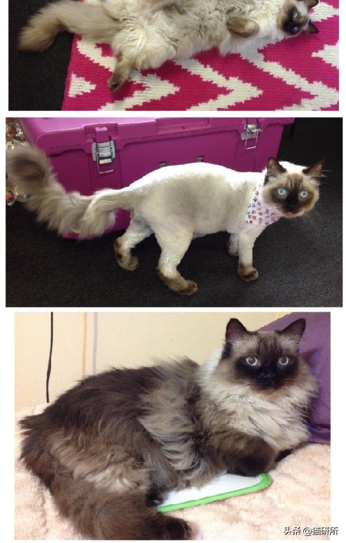 养猫问题解答视频教程,养猫问题解答