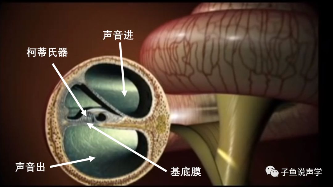 人听到声音的频率如何变化,人是怎么辨别不同频率的声音