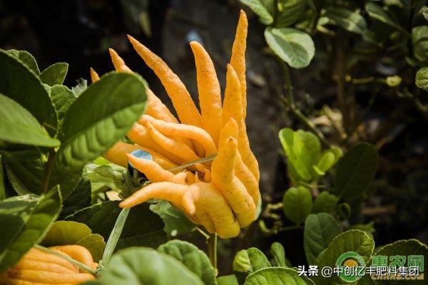 盆栽佛手怎样管理怎么施肥,盆栽佛手怎么管理