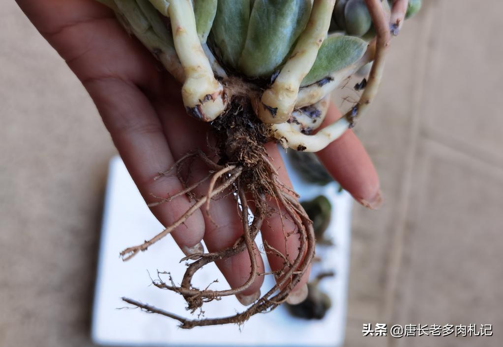 根系很发达的多肉怎么修根,刚买回来的多肉