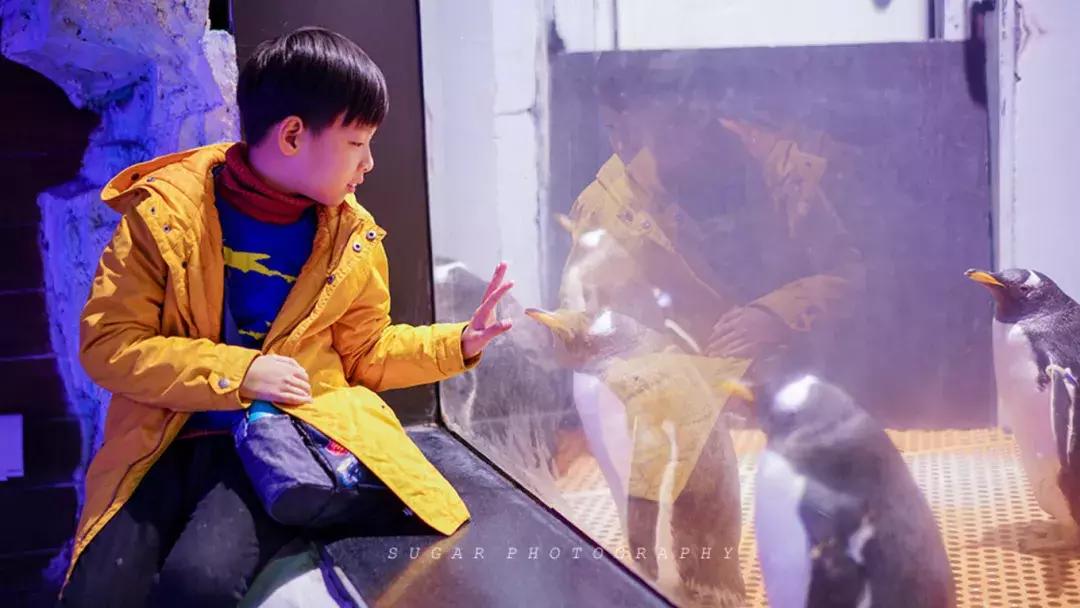 「亲子游」与万千海洋动物一起，夜宿探索极地海洋之美