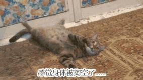 猫一般一顿吃多少猫粮,猫粮和猫罐头怎么吃科学合理