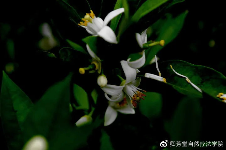 跨过时光的年轮来到你身边，赴一场心灵之约——檀香精油