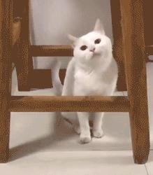 明明绝育了猫咪为什么还叫,明明是已经绝育的公猫