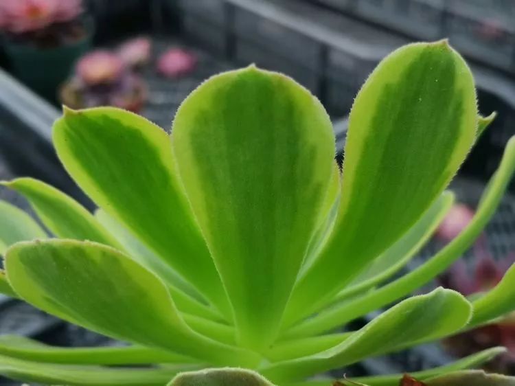 法师新品：青翠欲滴“檬”动我心，青檬法师育繁记