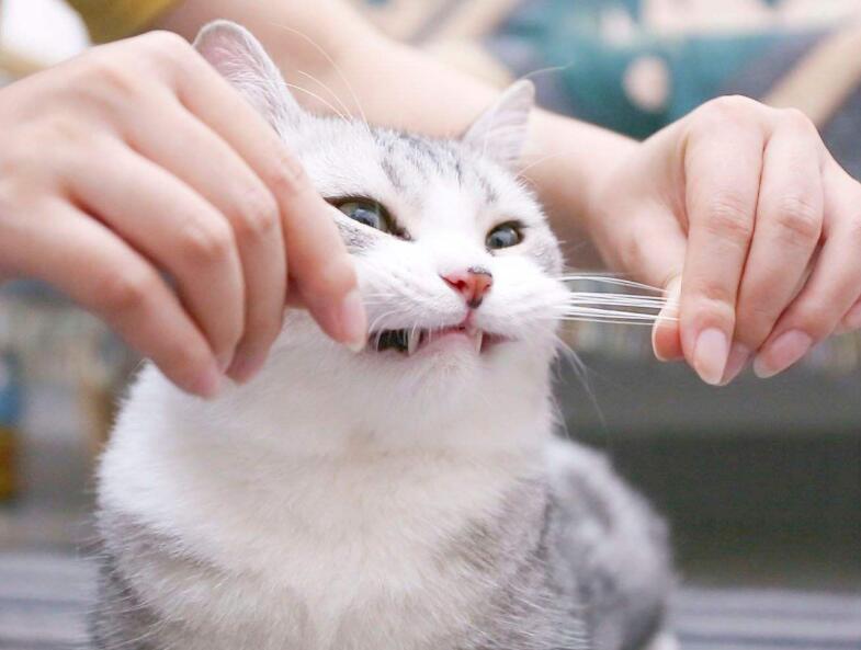 猫咪胡须向下就是代表在忍痛吗,猫咪的胡须不齐