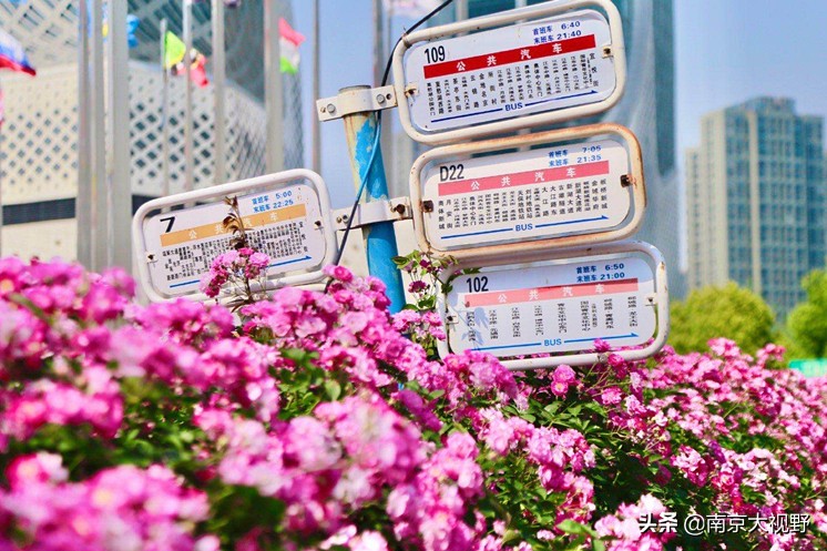 南京最美公交车路线,最美公交车南京