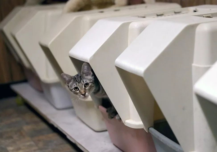 猫咪驱虫拉稀后应该怎么治,猫咪腹泻还能驱虫吗